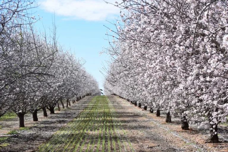 Almond-grove-in-bloom_Almond-Board-of-Australia-1024x683