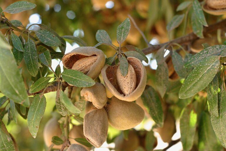 Almonds_Maturing_on_Trees