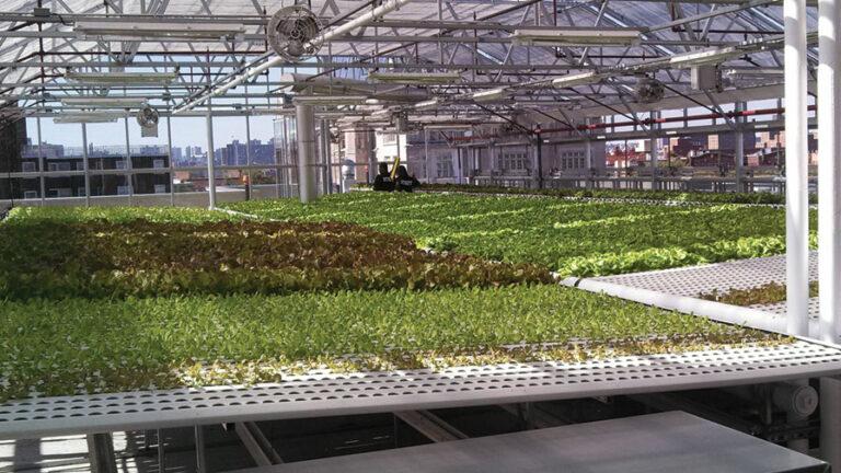 AmHydro-Vegetable-Production-System