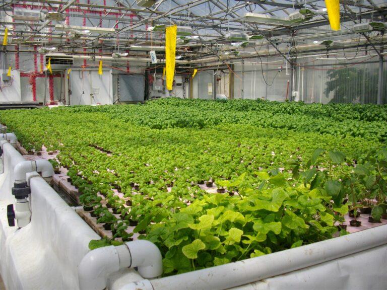 Aquaponics-in-developing-countries