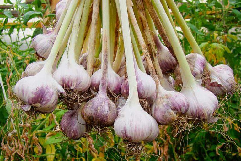 Bunch-of-Purple-Garlic-Harvested-and-Cleaned