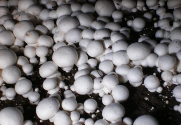 Button-Mushroom-Cultivation.