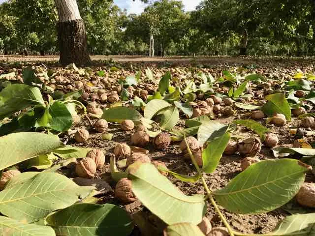 Walnuts-ready-to-be-gathered
