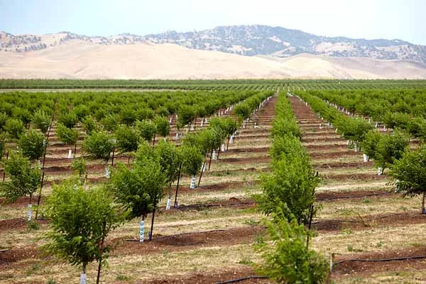 almond-young-almond-orchard-almond-board