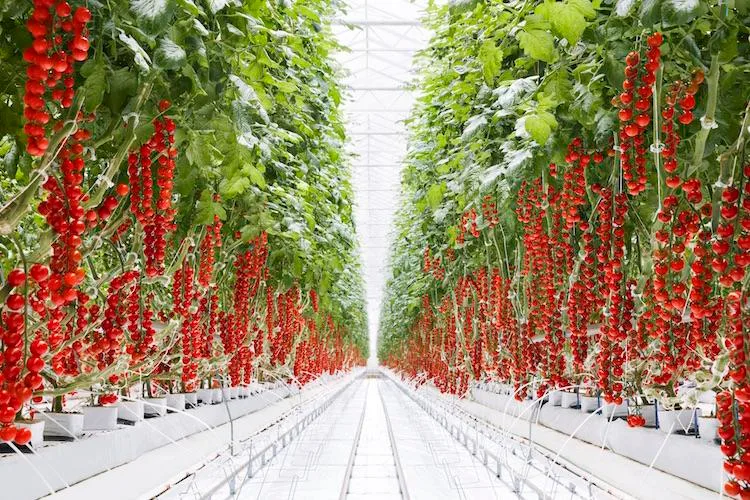 tomatoes-9