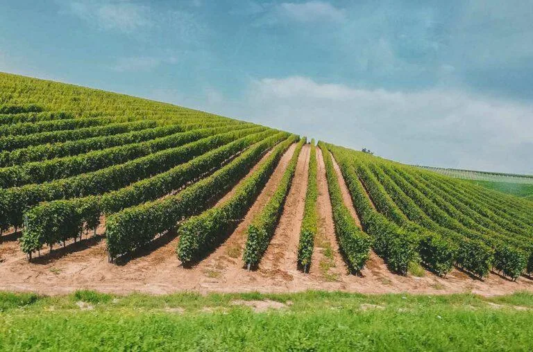 vineyards-arpad-czapp-Q4HIlPXZkHU-unsplash