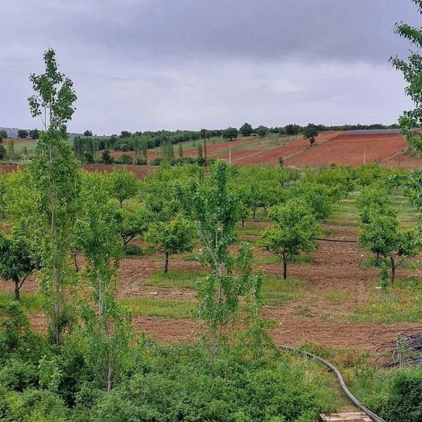 350336774_1645211295995142_9213569927886097546_n