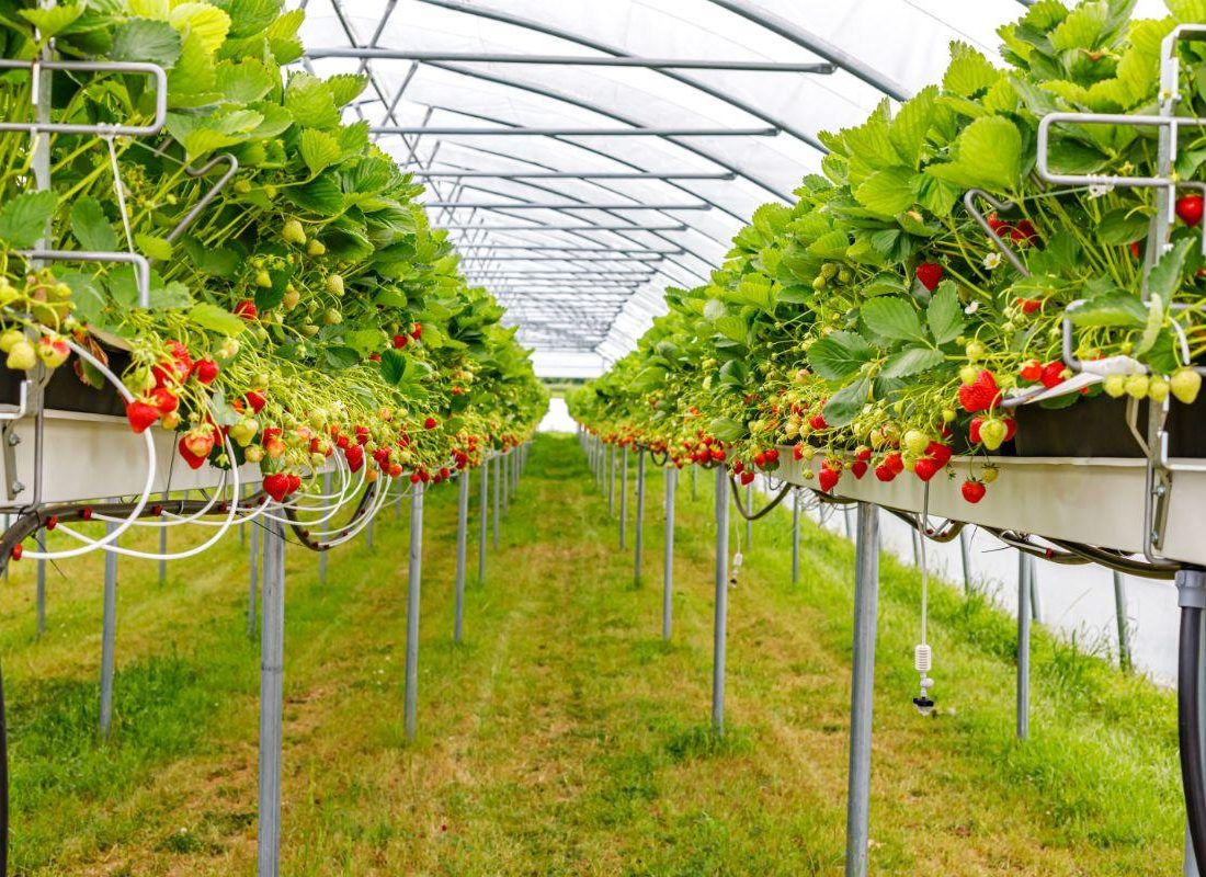Growing-Strawberries-Indoors-2