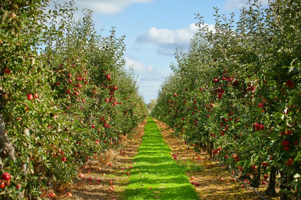 niFYyJm6-hudson-valley-farms-apple-picking